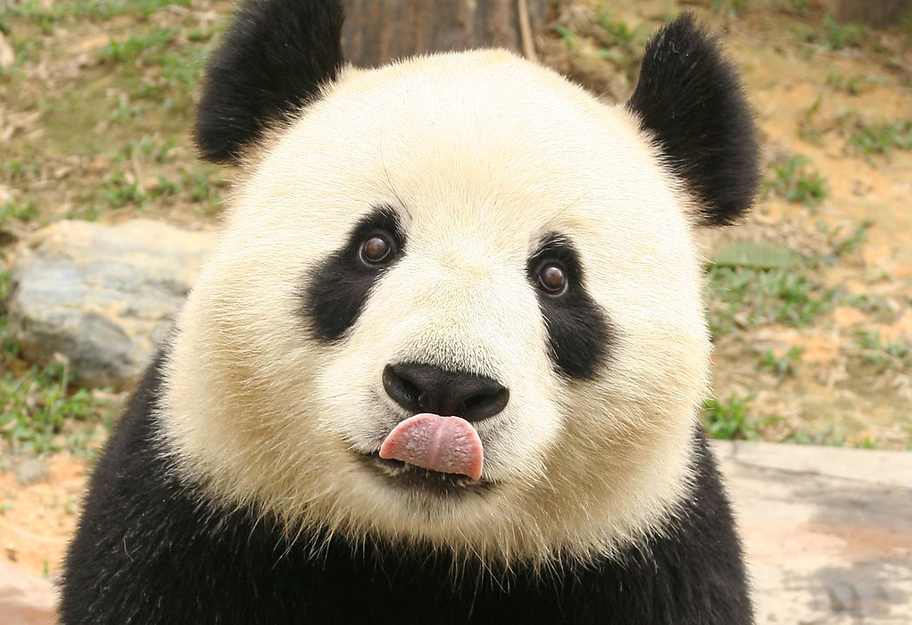 a fost descifrat o parte din limbajul urșilor panda ce sunete scot