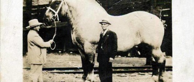 cal gigant