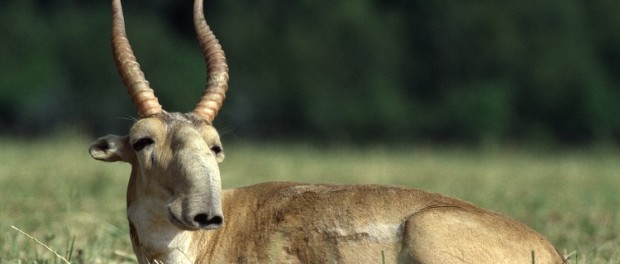 Saiga1_0