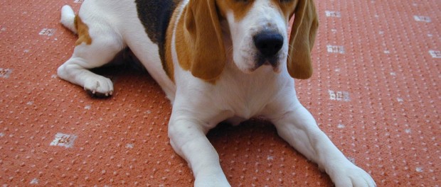 beagle