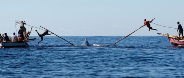 e383a9e3839ee383ace383a9e69d91whalebm_800x477