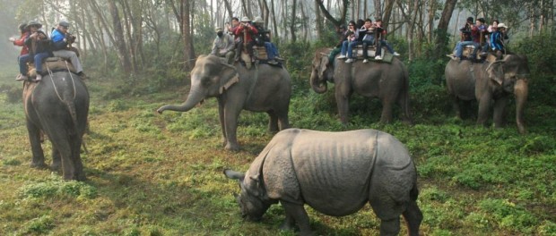 elephants-in-Chitwan-National-Park1