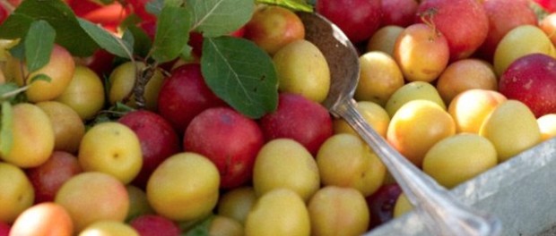 fructe