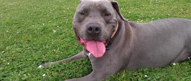 pitbull