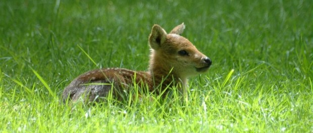 poze_animale_salbatice-pui-de-caprioara-in-iarba-750x422