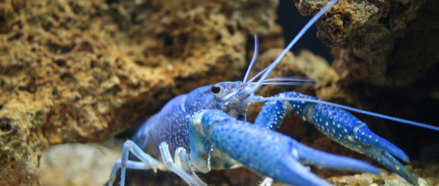 unusual-colored-animals-41__700