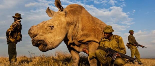 1_northern-white-rhino-750x400