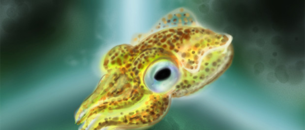 hawaiian_bobtail_squid_by_zeeoutlandishone