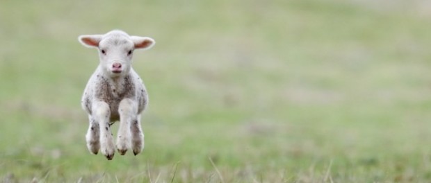 lamb
