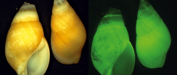 melc luminos