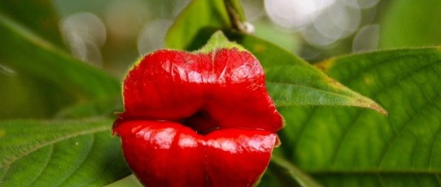 planta sarut