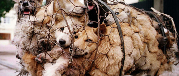 rescued-dogs-yulin-dog-meat-festival-china-24
