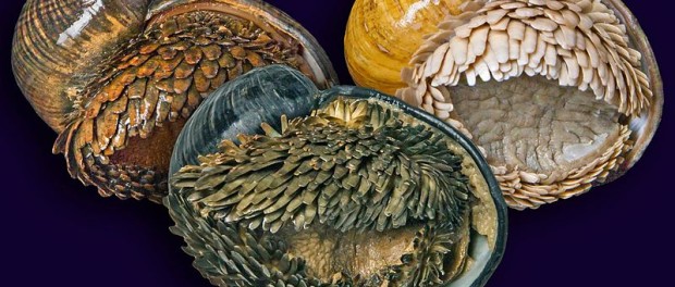 scaly-foot-gastropod-9