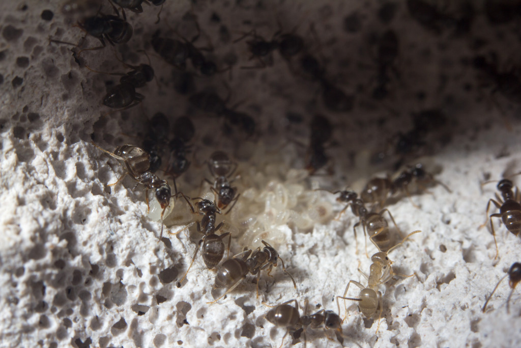 Black_garden_ants_(Lasius_niger)_in_Formicarium