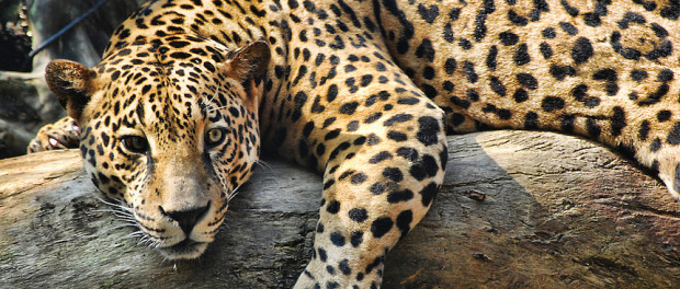 Jaguar-Costa-Rica