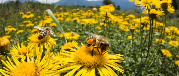 bees-on-yellow-flowers-6630