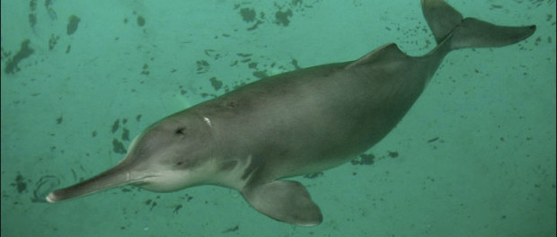 delfin5
