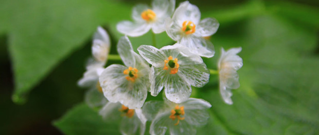 floare1
