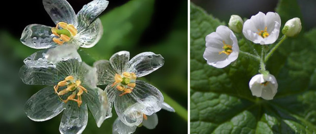 floare2