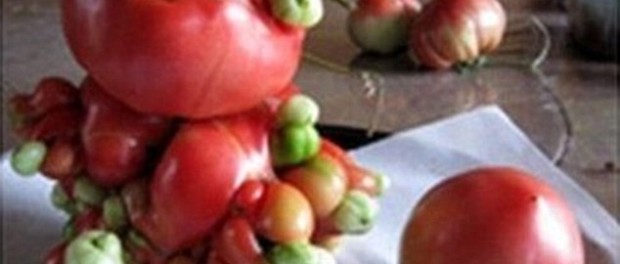fructe