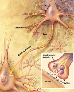 neuron