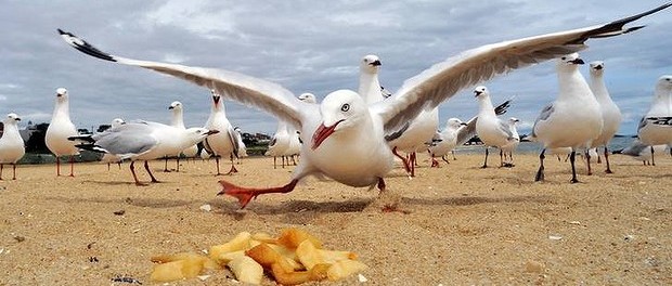 nr-wide-chips-20121204142834587086-620x0