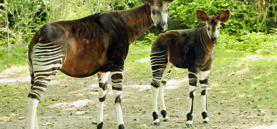 okapi5