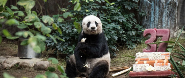 panda1