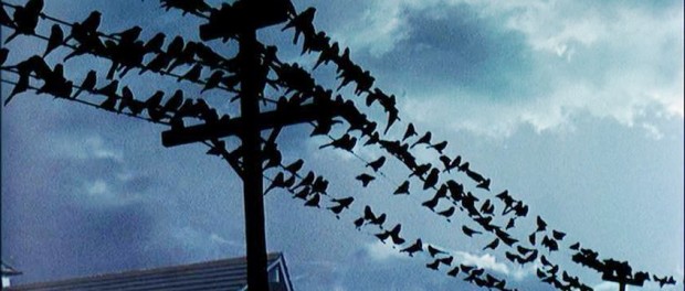 The-Birds