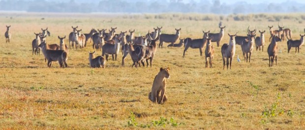mds_gorongosa-3_resized_photoshopped