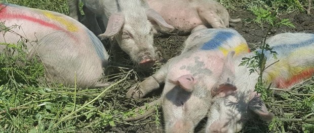 porci ladscape 2