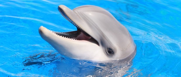 DolphinHeader