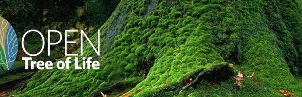 cropped-tree-photo-for-blog-wordpress-background-image5