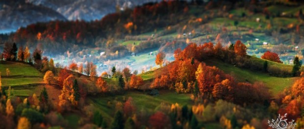 alex robciuc