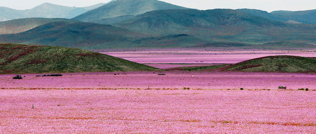 atacama-flowers-bloom-worlds-driest-desert-6