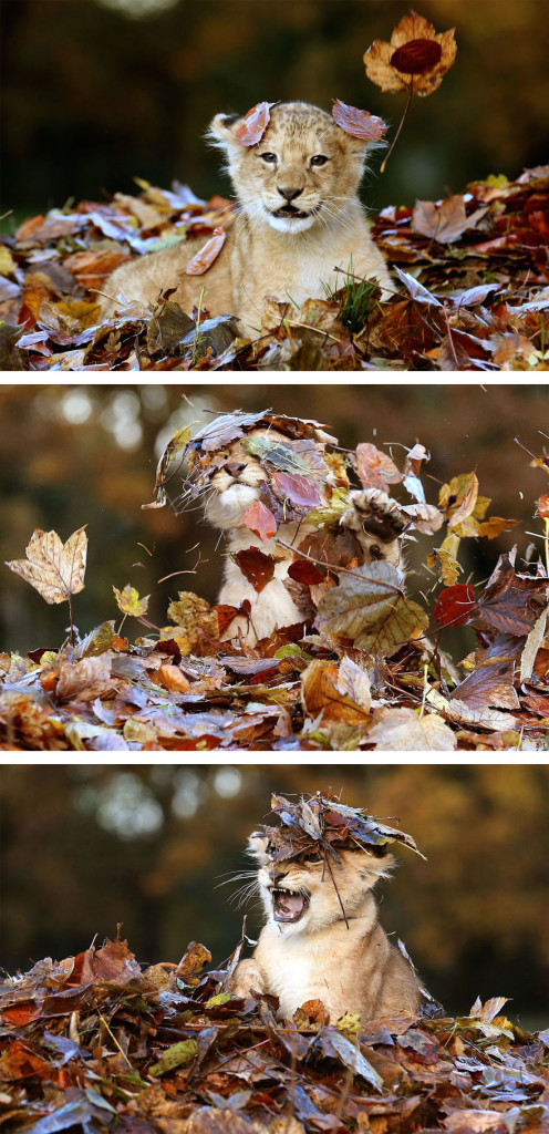 autumn-animals-2__880