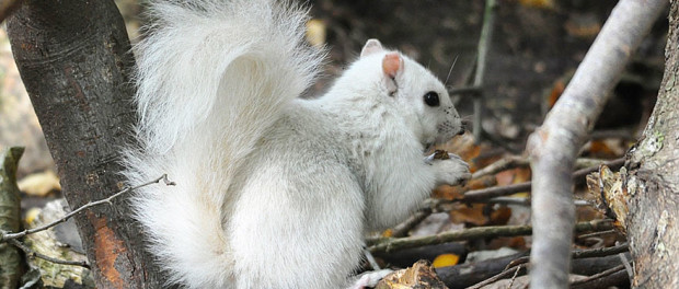 rare-white-squirrel-photo-andrew-fulton-marbury-country-park-uk-6