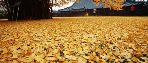1400-old-ginkgo-tree-yellow-leaves-buddhist-temple-china-3