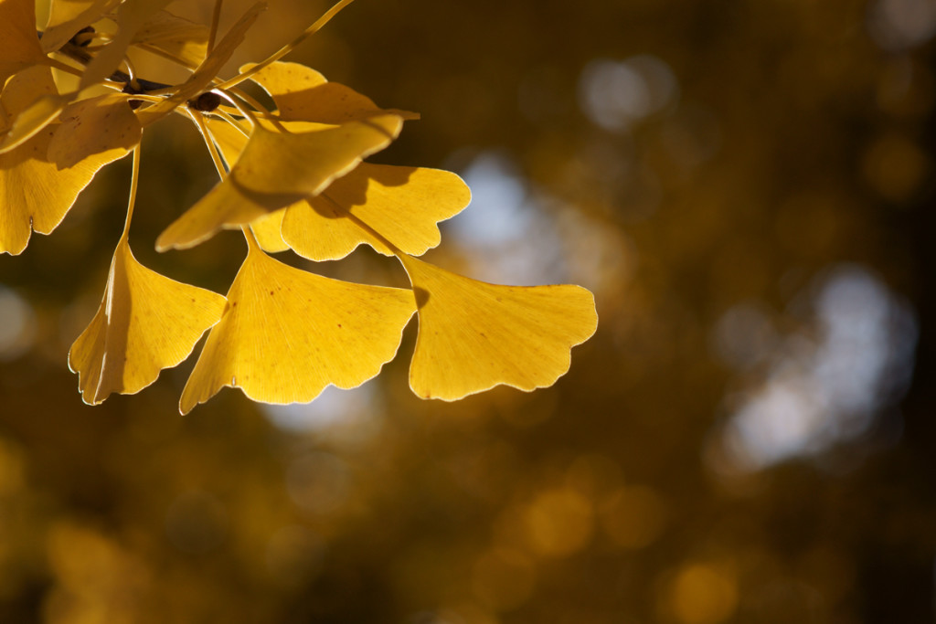 Ginkgo-Biloba-Tree4