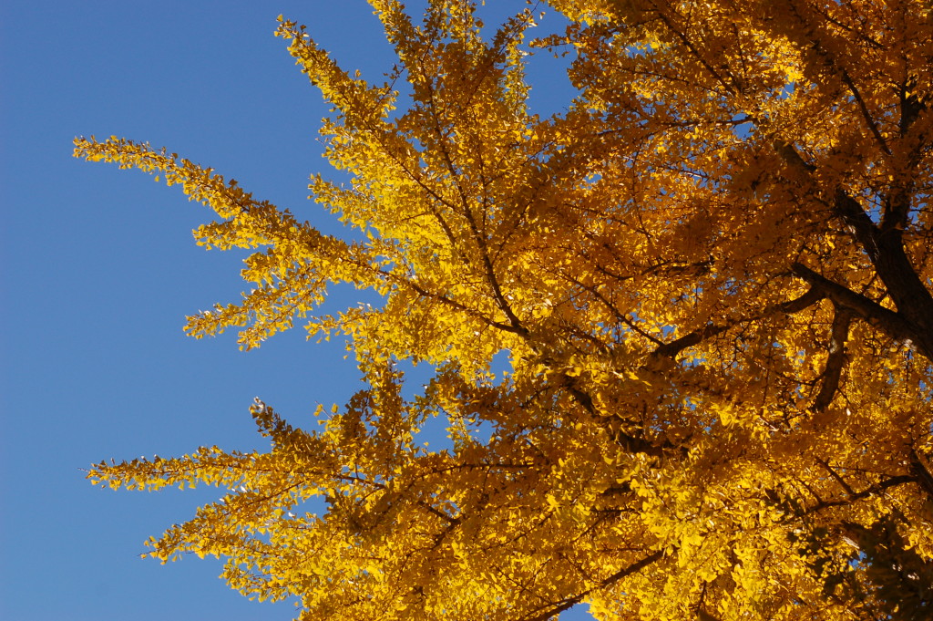 Ginkgo_Tree_Ginkgo_biloba_Autumn_Leaves_Horizontal_3008px