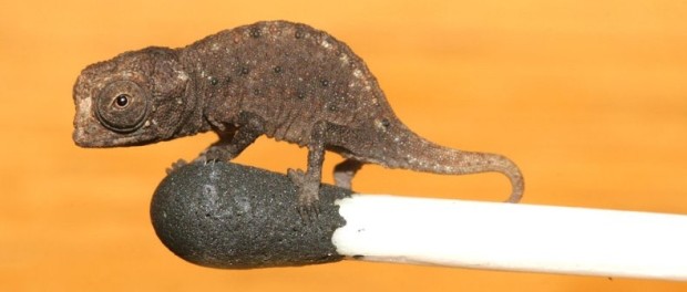 cameleon1