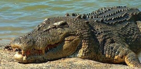crocodil