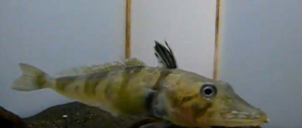 fish-clear-blood-660