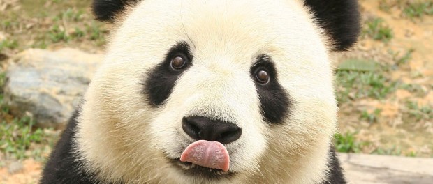 panda