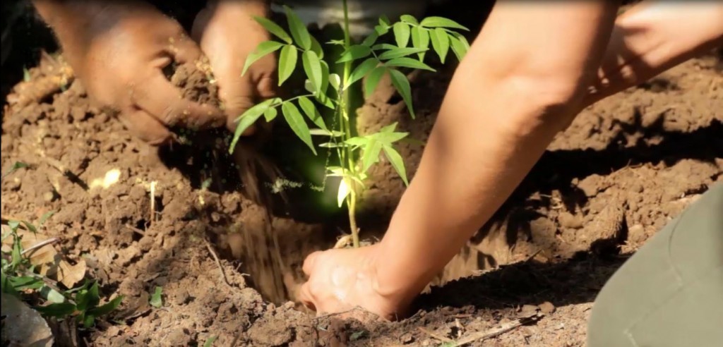 plantation-1024x492
