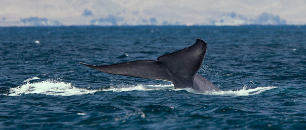 800px-Blue_whale_tail