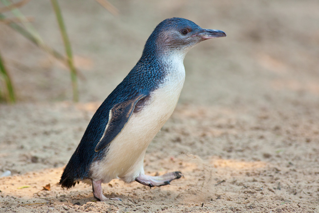 Little_Penguin_Feb09