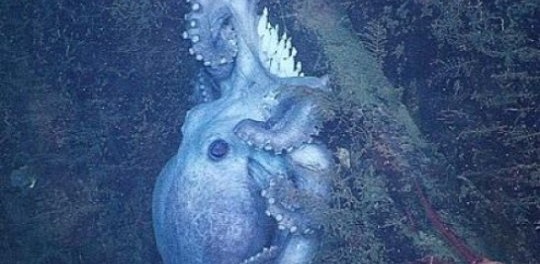 caracatita