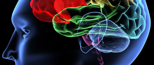 Brain
