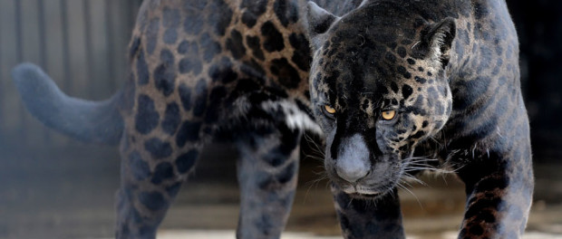 jaglion